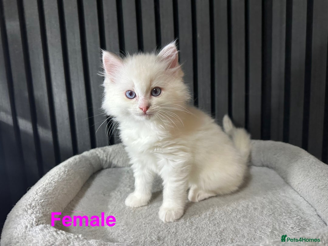 Ragdoll cats for sale: ragdoll kittens - Image 5