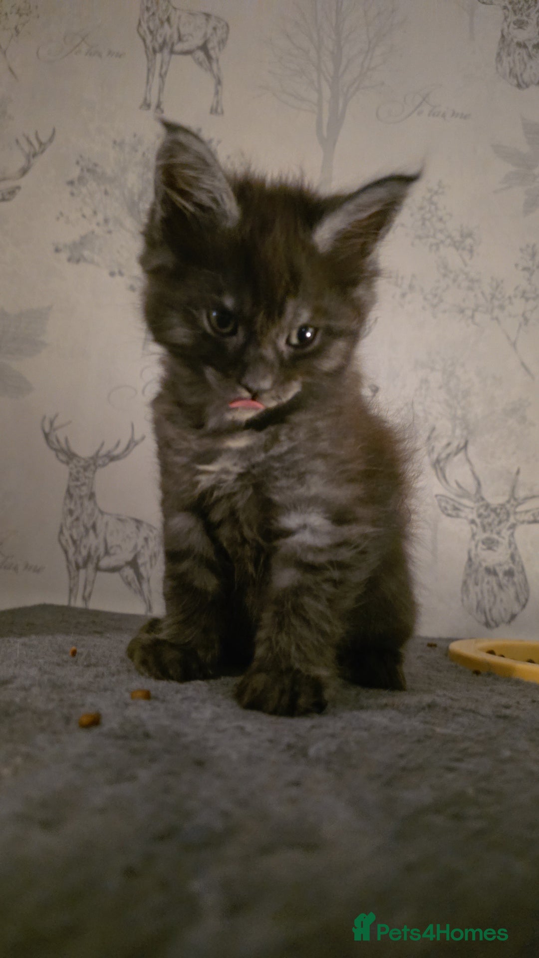 Maine Coon cats for sale: Beautiful Maine Coon Kittens Available - Advert 5
