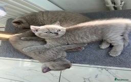 British Shorthair cats for sale: British shorthair kittens - Image 14