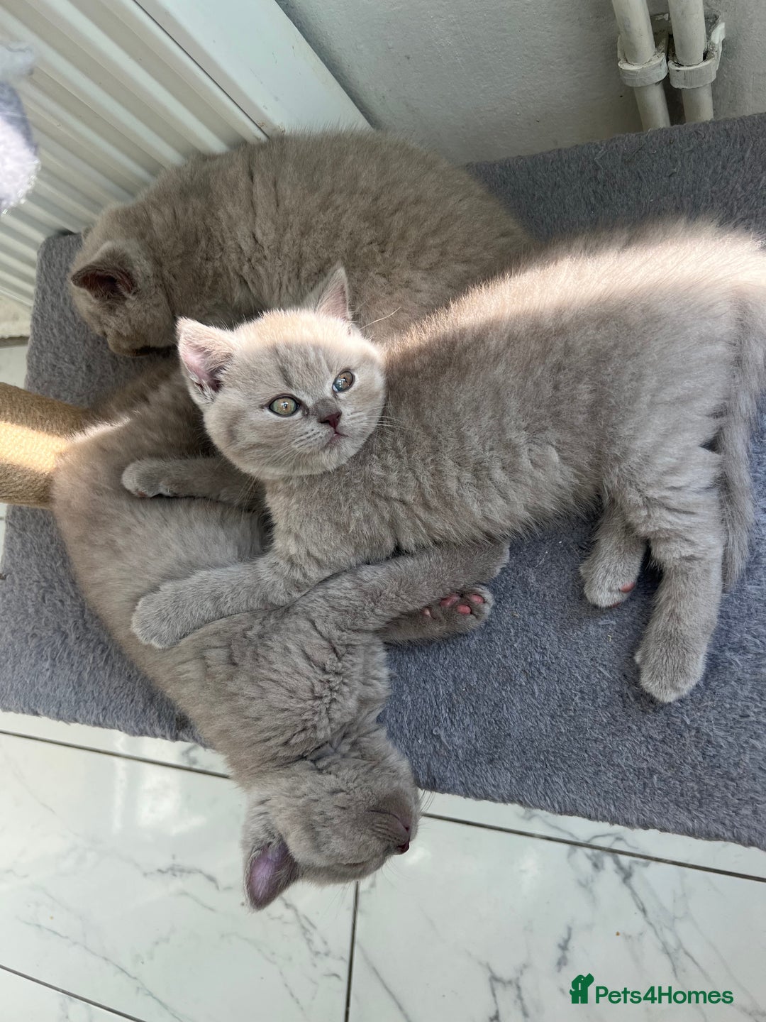 British Shorthair cats for sale: British shorthair kittens - Image 14