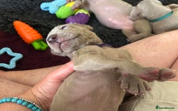 Weimaraner dogs for sale: Exceptional litter of Weimaraner puppies  - Image 29