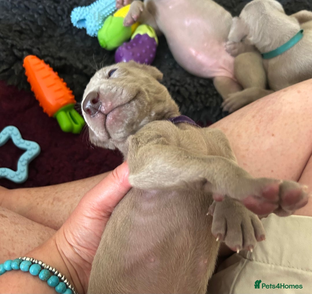 Weimaraner dogs for sale: Exceptional litter of Weimaraner puppies  - Image 29