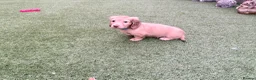 Miniature Dachshund dogs for sale: Champion Line KC Mini Longhair Dachshund Pups - Advert 11