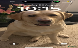 Labrador Retriever dogs for sale: Labrador bitch  - Image 2