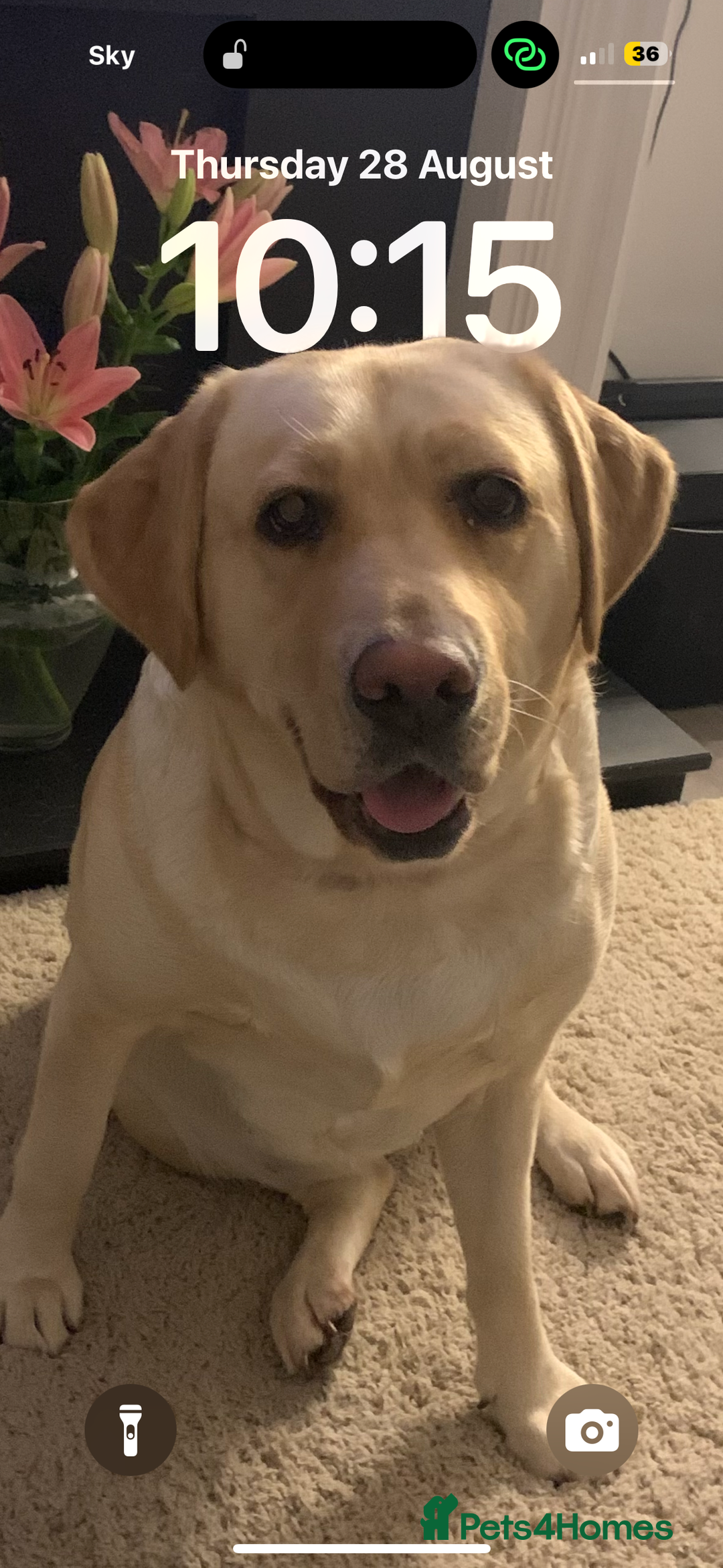 Labrador Retriever dogs for sale: Labrador bitch  - Image 2
