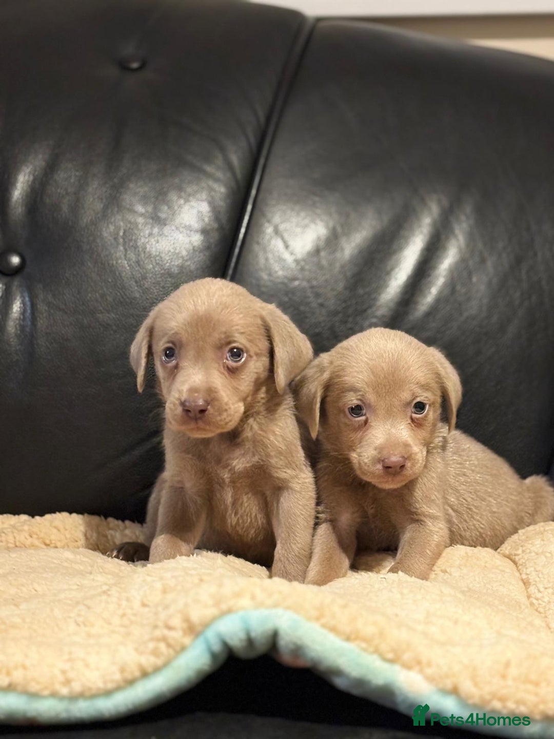 Labrador Retriever dogs for sale: Beautiful litter of sliver  Labrador puppies - Advert 5