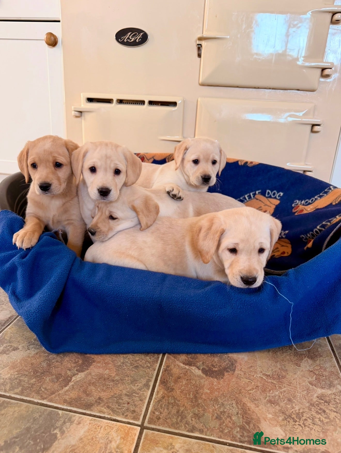 Labrador Retriever dogs 8 wonderful Labrador puppies  - Advert 1