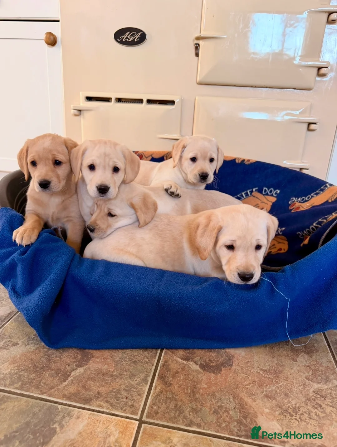 Labrador Retriever dogs for sale: 8 wonderful Labrador puppies  in Cowbridge - Advert 1