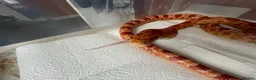 Corn Snake reptiles for sale: Corn snake with enclosure.  in South Shields - Advert 7