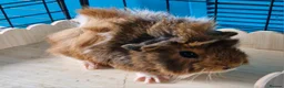 Guinea Pig rodents for sale: Beautiful funky guinea pigs - Advert 18