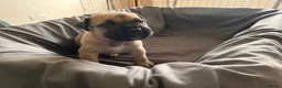 Presa Canario dogs for sale: Presa Canario Puppies Availale  - Advert 35