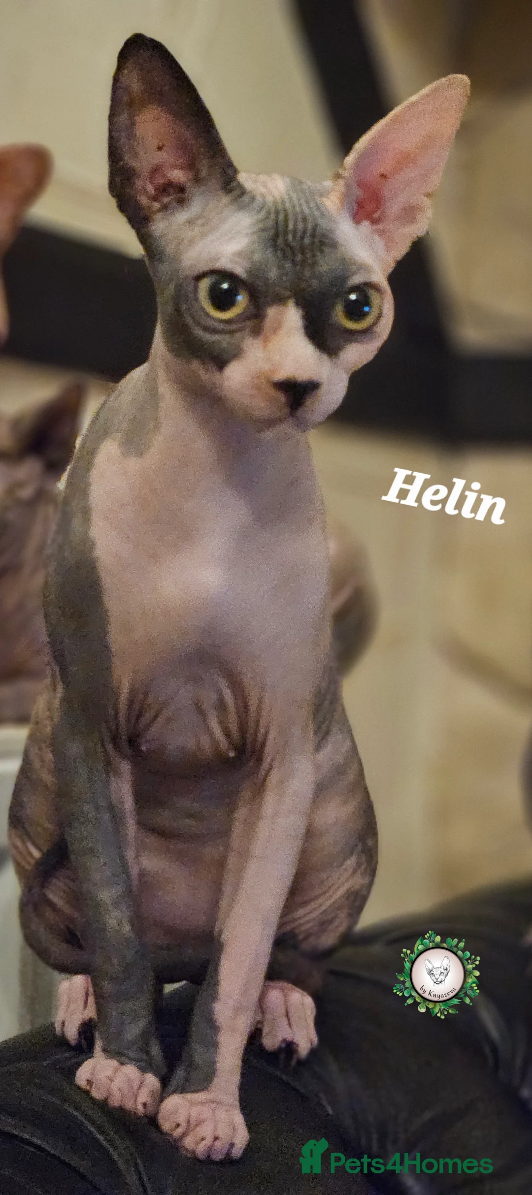 Sphynx cats for sale: Beautiful Canadian Sphynx Champion father line ❤️  - Advert 3