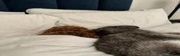 Mixed Breed dogs for sale: Rehoming 2 beautiful dogs  in London - Advert 1