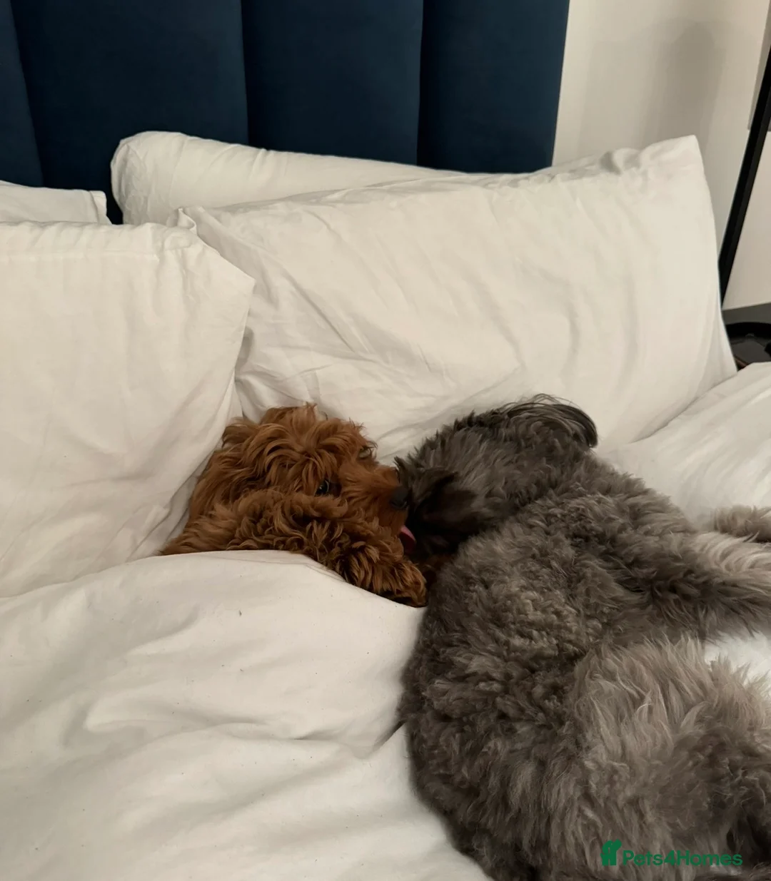 Mixed Breed dogs for sale: Rehoming 2 beautiful dogs  in London - Advert 1
