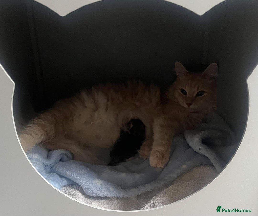 Maine Coon cats for sale: Maine coin mixed breed mini kitten - Image 3