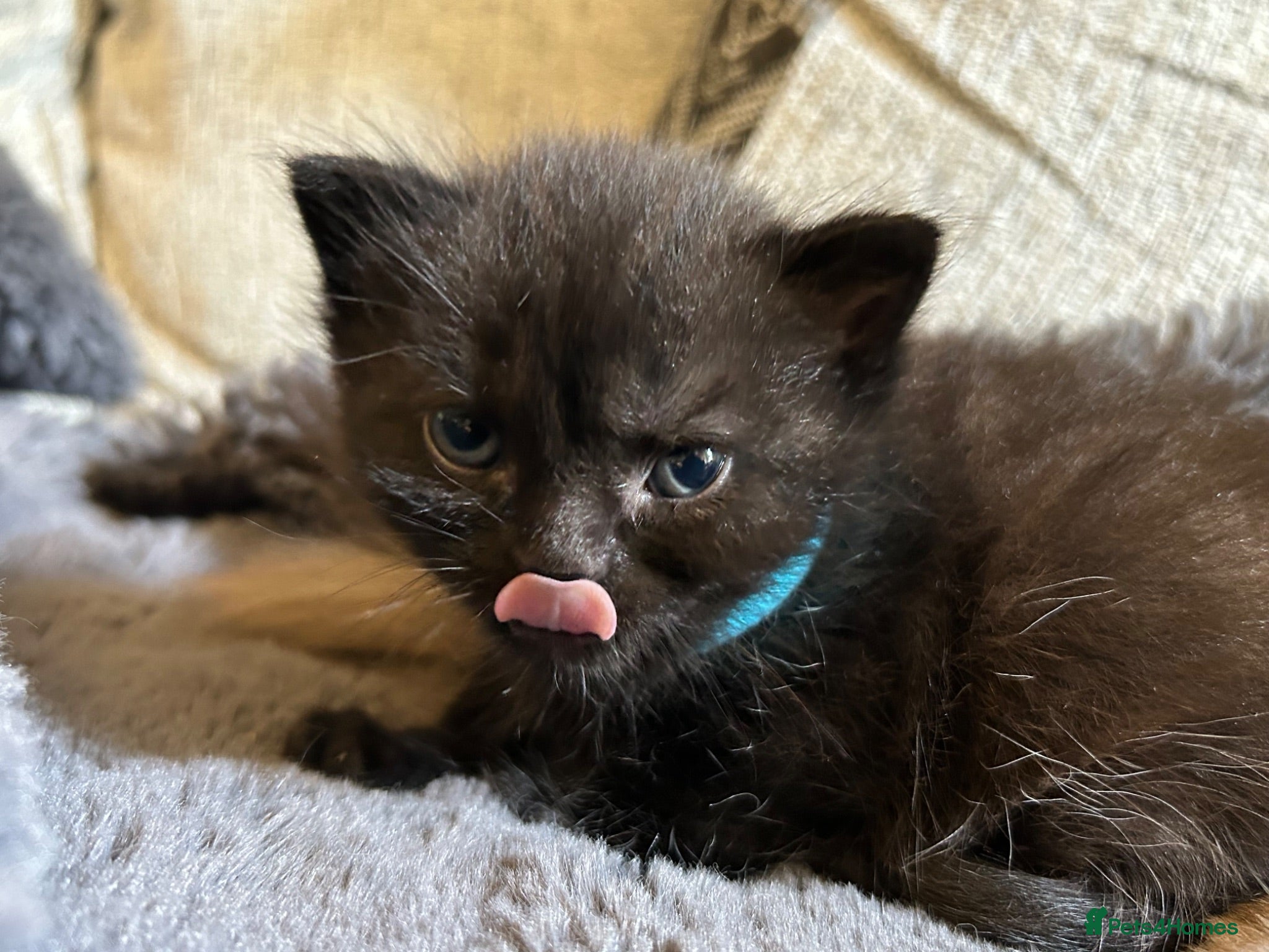Scottish Fold cats Scottish Fold x Ragdoll - 1 adorable kitten left!! - Advert 13