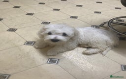 Maltese dogs for sale: Stunning Purebred Maltese Boys Puppies  - Image 8