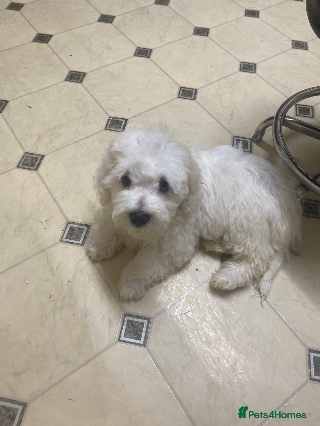 Maltese dogs for sale: Stunning Purebred Maltese Boys Puppies  - Image 8