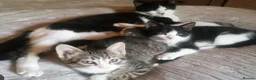 Mixed Breed cats for sale: 3 month old male kitten in Spennymoor - Advert 2