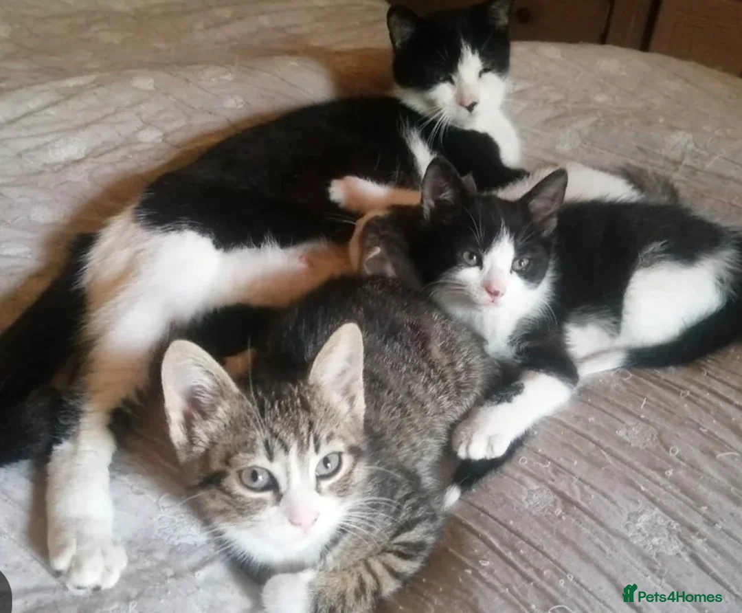Mixed Breed cats for sale: 3 month old male kitten in Spennymoor - Advert 2
