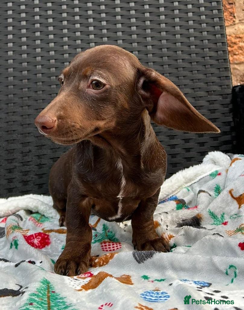 Miniature Dachshund dogs LITTER SMOOTH MINIATURE DAXIS PRACLR KC REG - Advert 13