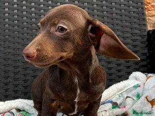 Miniature Dachshund dogs LITTER SMOOTH MINIATURE DAXIS PRACLR KC REG - Advert 2