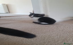 Mixed Breed cats for sale: 5 baby kittens for sale  in Renfrew - Image 15