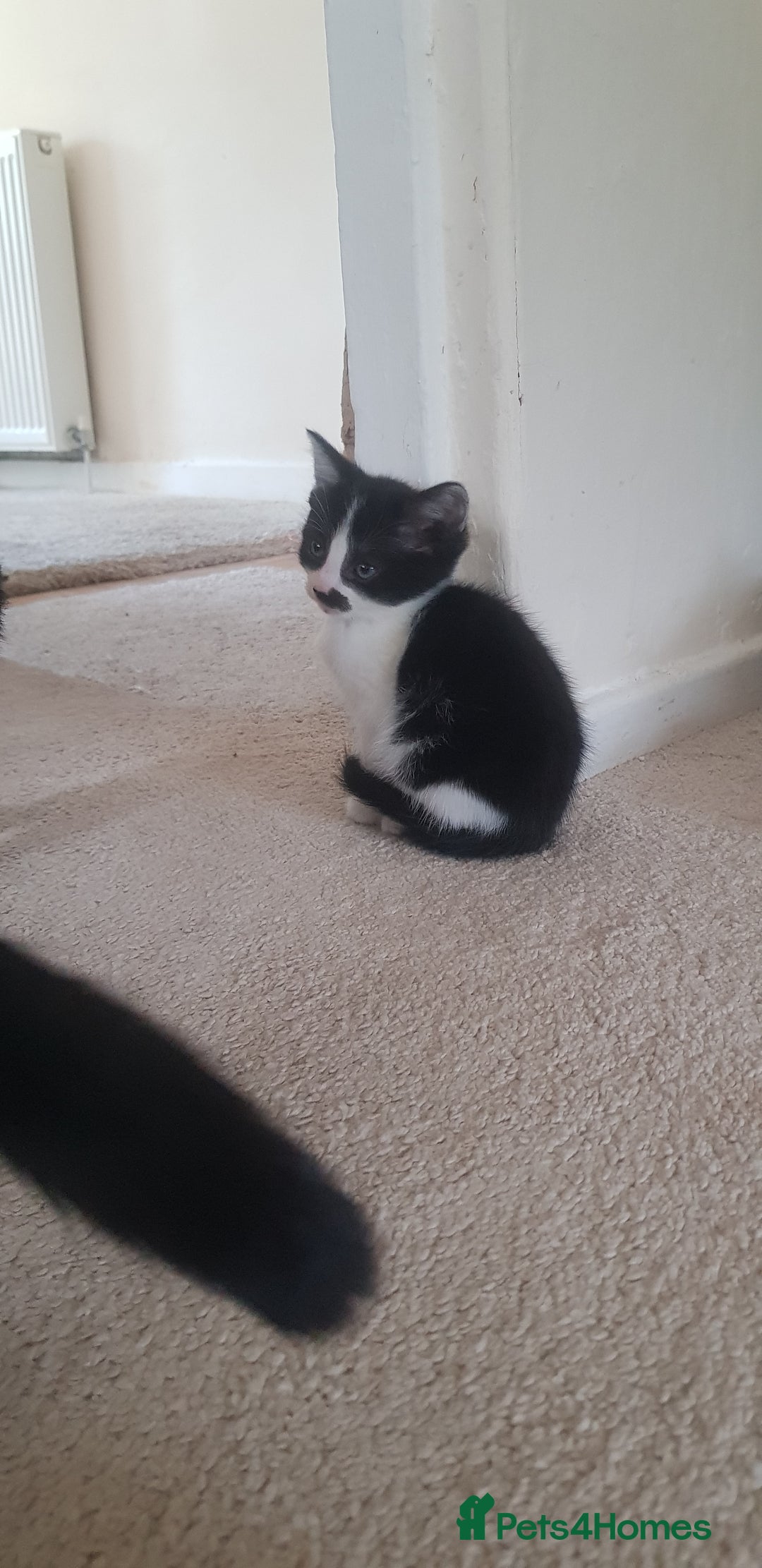 Mixed Breed cats for sale: 5 baby kittens for sale  in Renfrew - Image 15