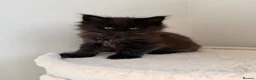 Maine Coon cats for sale: Pedigree TICA Champion Russian import line MCO - Advert 29