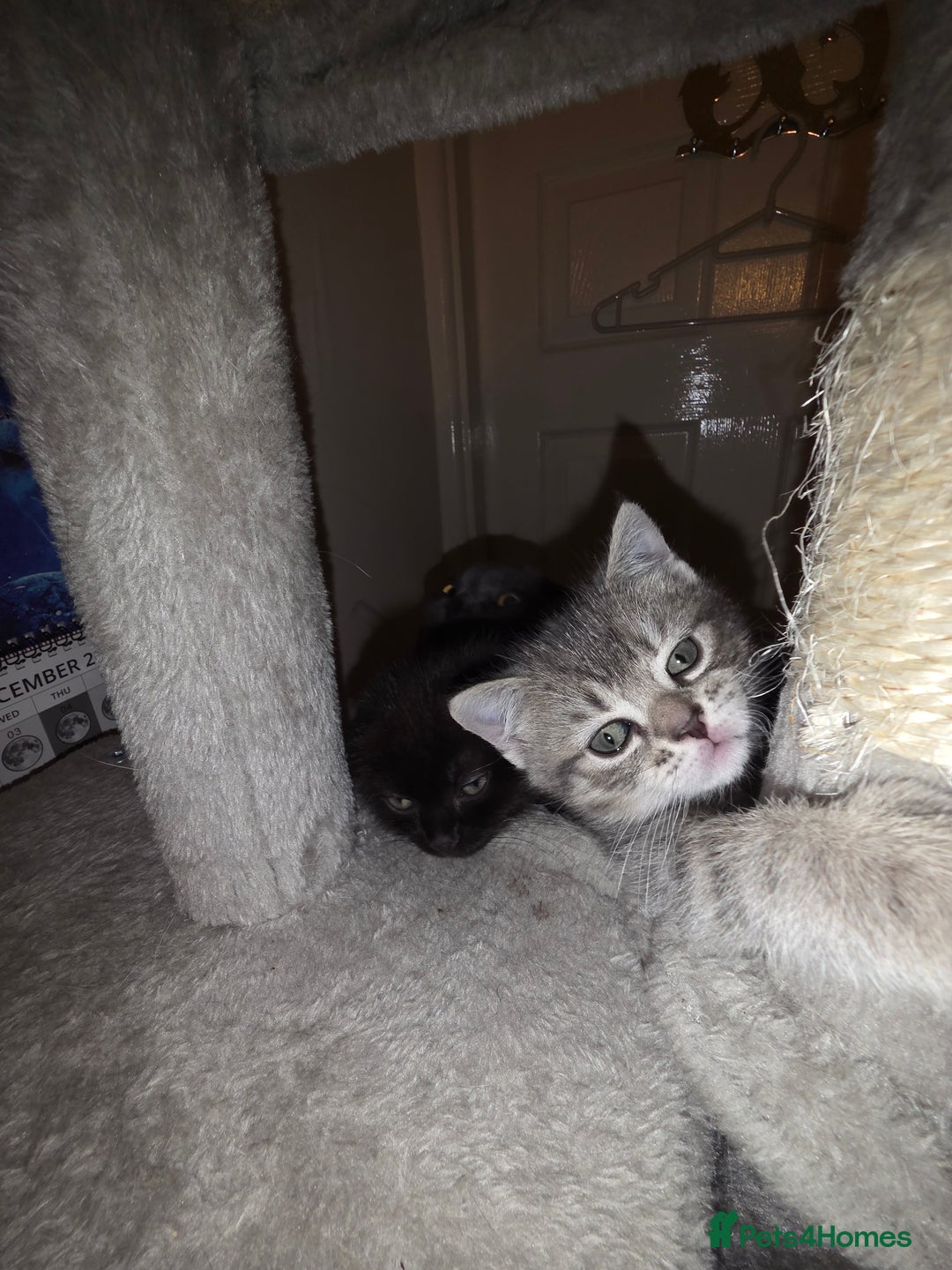 Scottish Fold cats for sale: Scottish Fold  - Advert 8