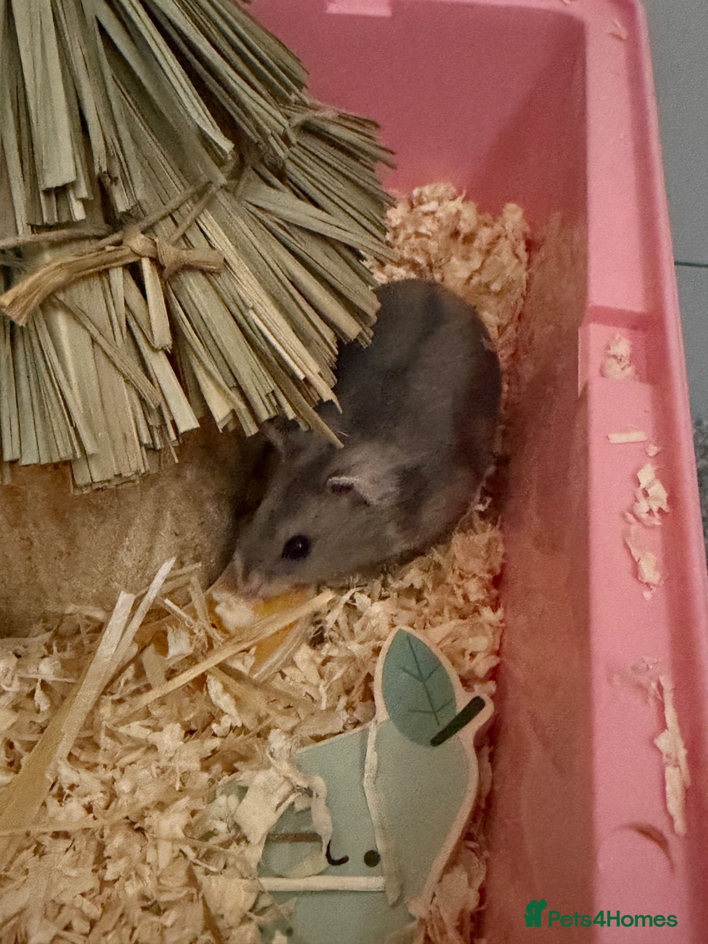 Hamster rodents Russian Dwarf Hamster - Advert 1