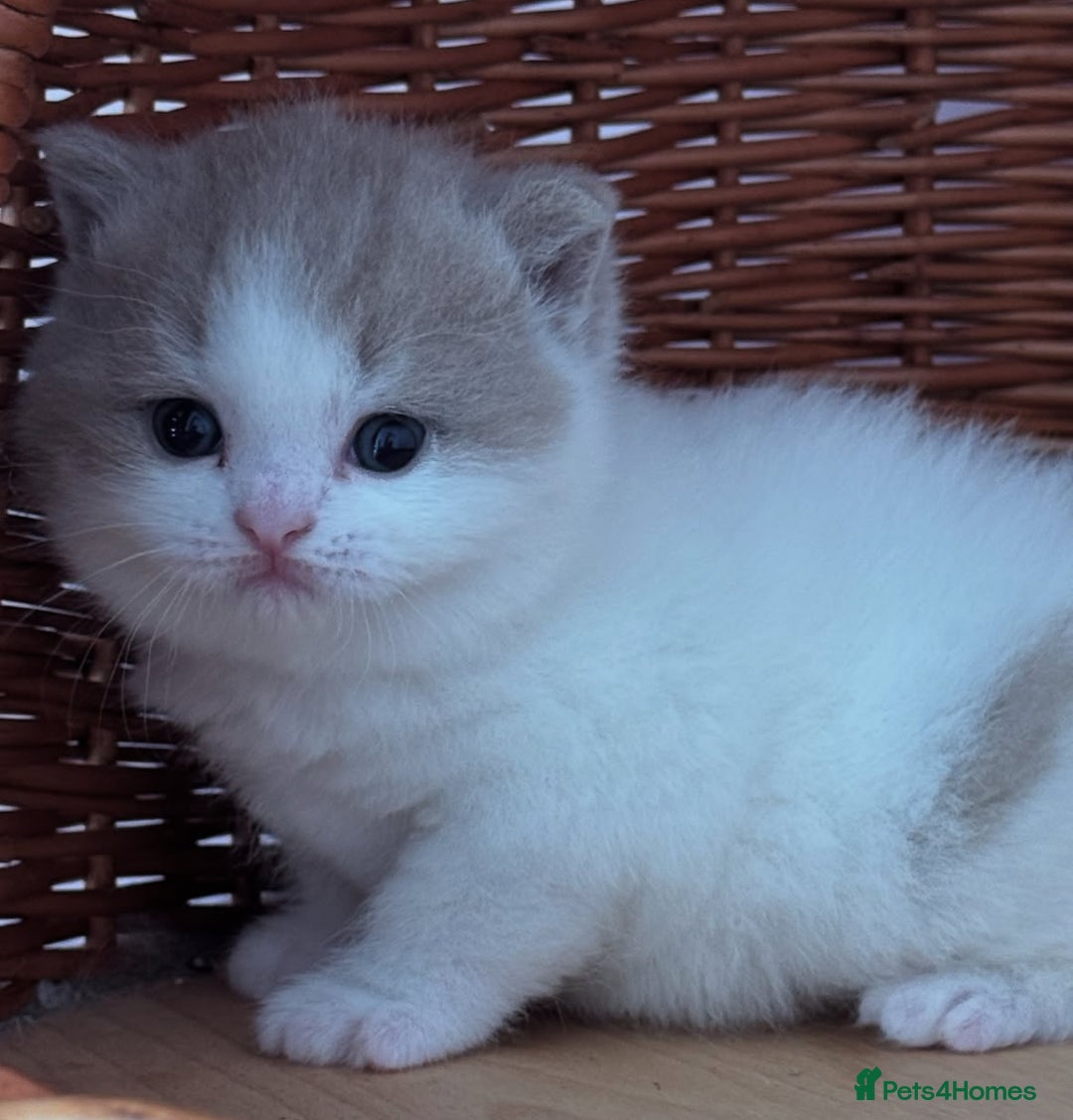British Shorthair cats for sale: Fawn and white beautiful boy Tica ready Sep - Image 5