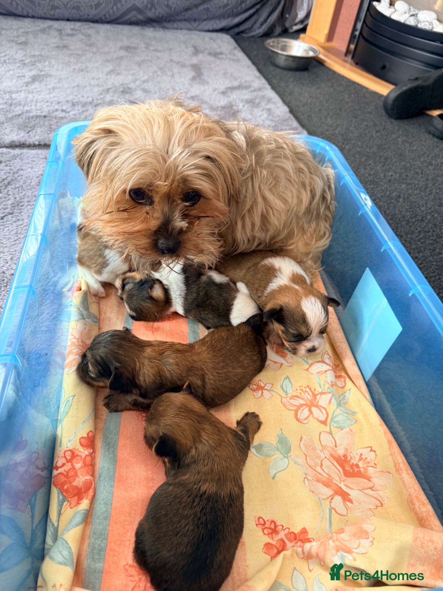 Shorkie dogs Beautiful shorkie puppies  - Advert 1