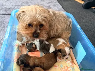 Shorkie dogs Beautiful shorkie puppies - Advert 10