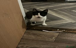 Mixed Breed cats for sale: Nancy - 7 month old black and white kitten  - Advert 3