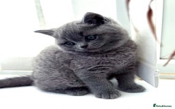 British Shorthair cats for sale: Gorgeous teddy BHS kitties from GCCF parents  - Image 1