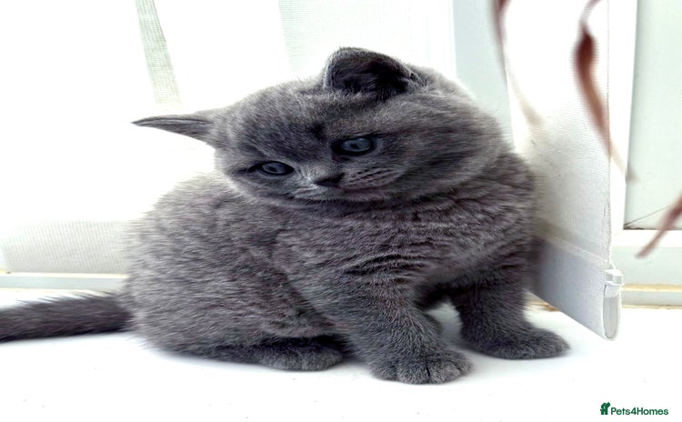British Shorthair cats - Advert 6