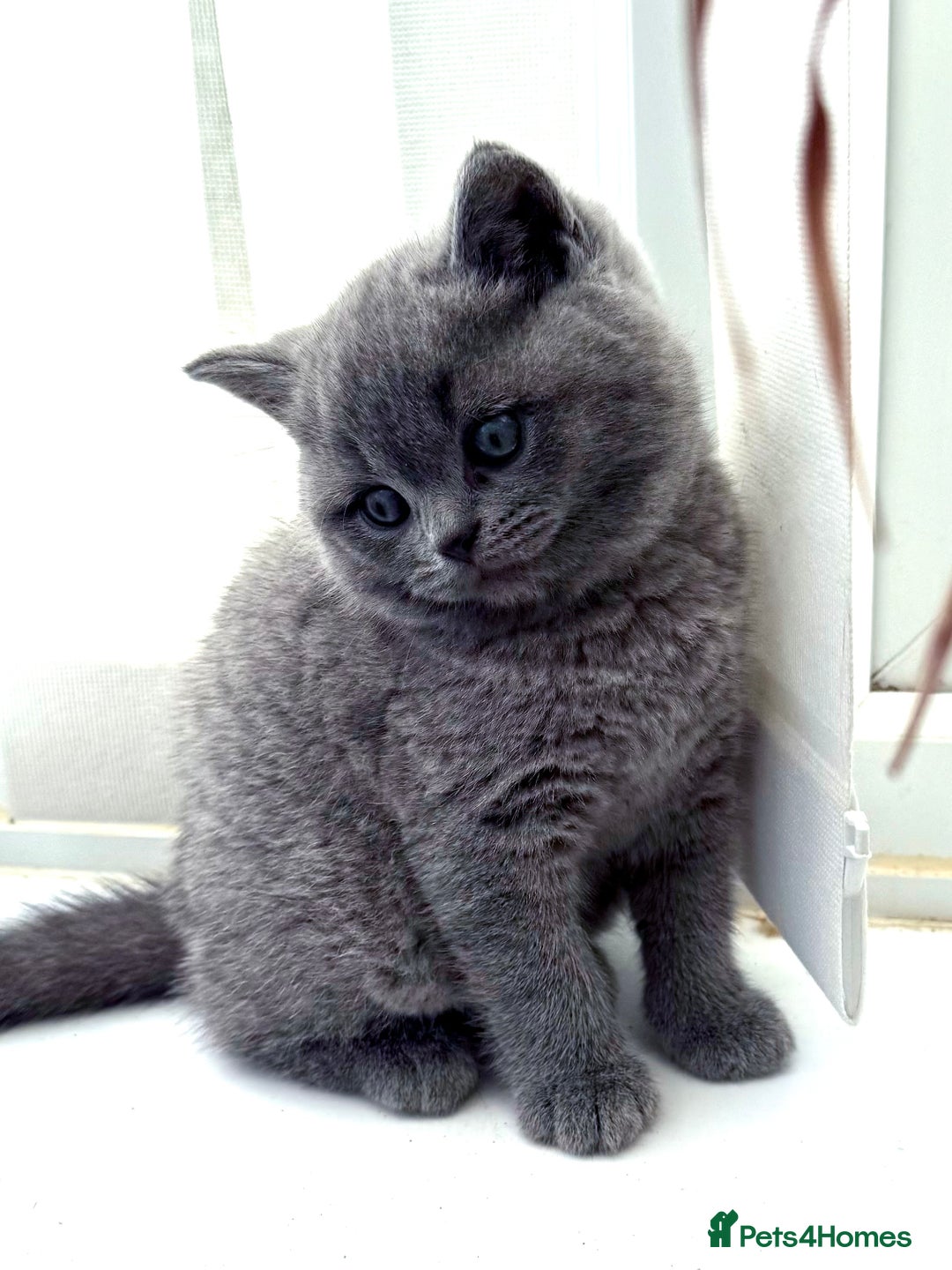 British Shorthair cats for sale: Gorgeous teddy BHS kitties from GCCF parents  - Image 1