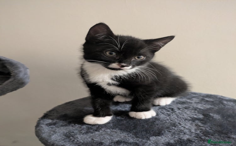 Mixed Breed cats - Advert 9