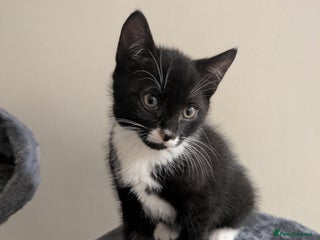 Mixed Breed cats - Advert 1