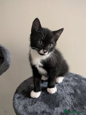 Mixed Breed cats - Advert 16