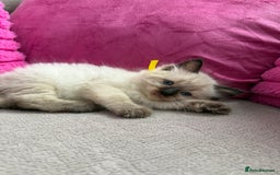 Ragdoll cats for sale: Ragdoll Kittens - Image 1