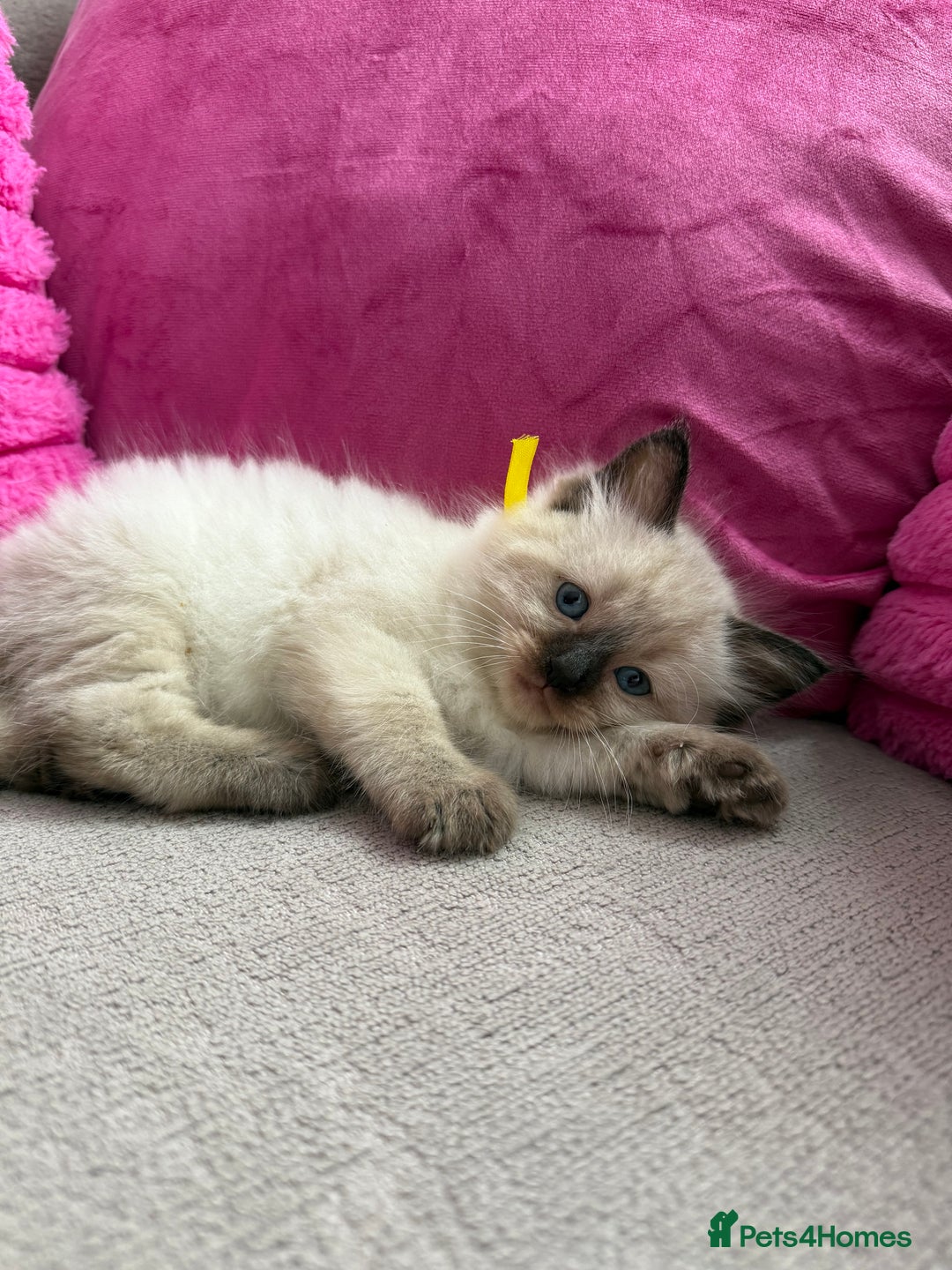 Ragdoll cats for sale: Ragdoll Kittens - Image 1