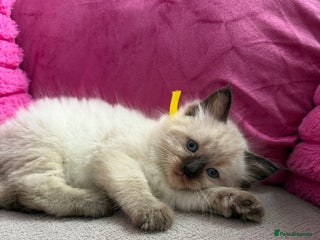 Ragdoll cats - Advert 17