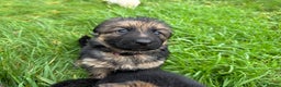 German Shepherd dogs for sale: Gorgeous German shepherd pups - Advert 3