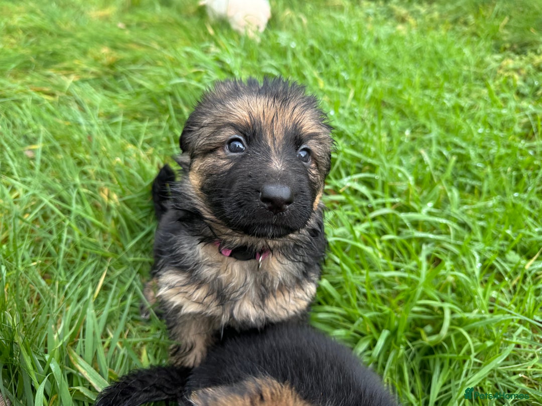 German Shepherd dogs for sale: Gorgeous German shepherd pups - Advert 3