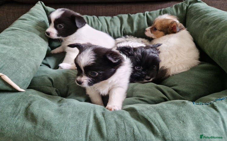 Mixed Breed dogs - Advert 1