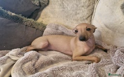 Italian Greyhound dogs for sale: KC reg  Italian greyhound puppies  - Image 6