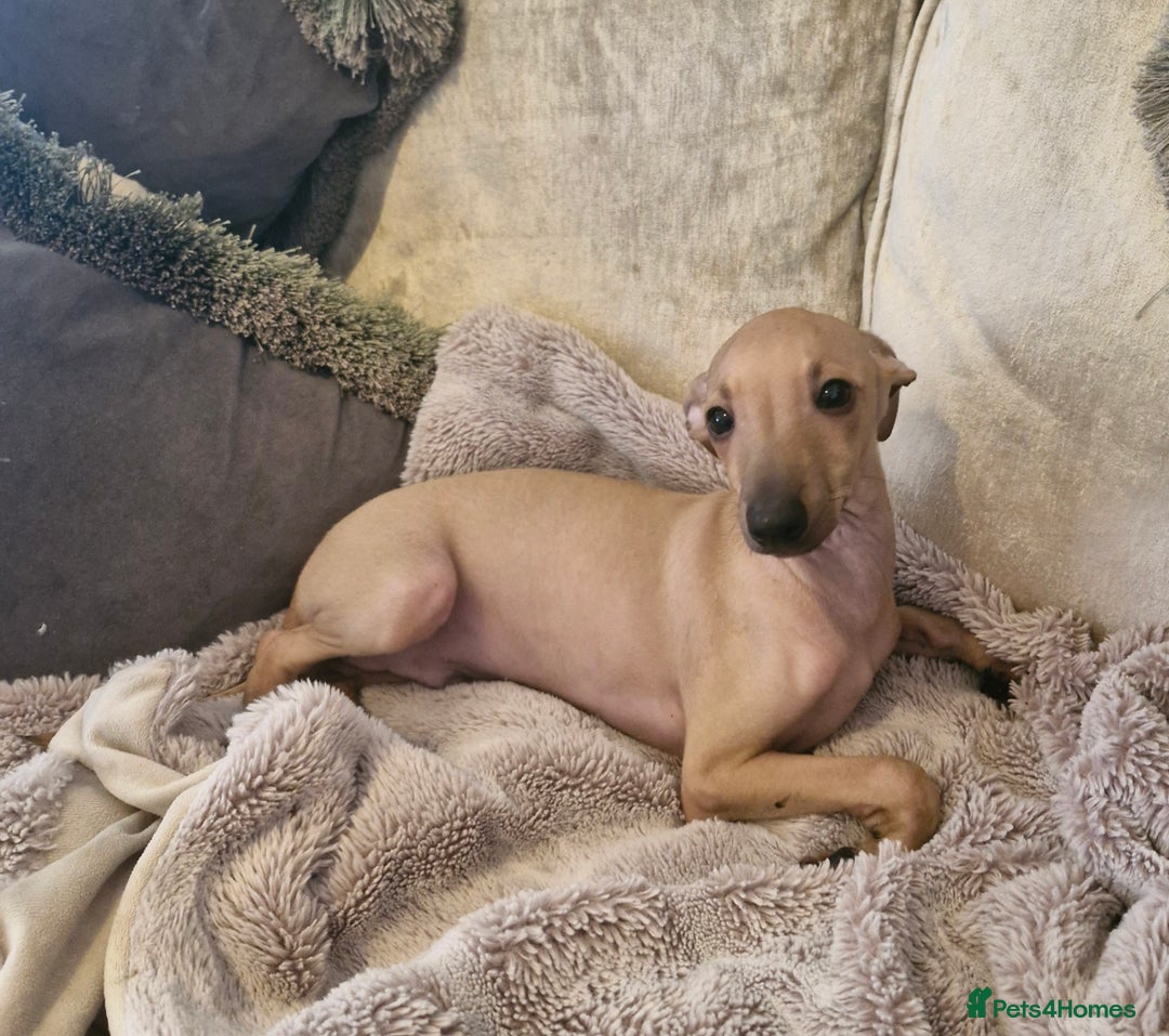 Italian Greyhound dogs for sale: KC reg  Italian greyhound puppies  - Image 6