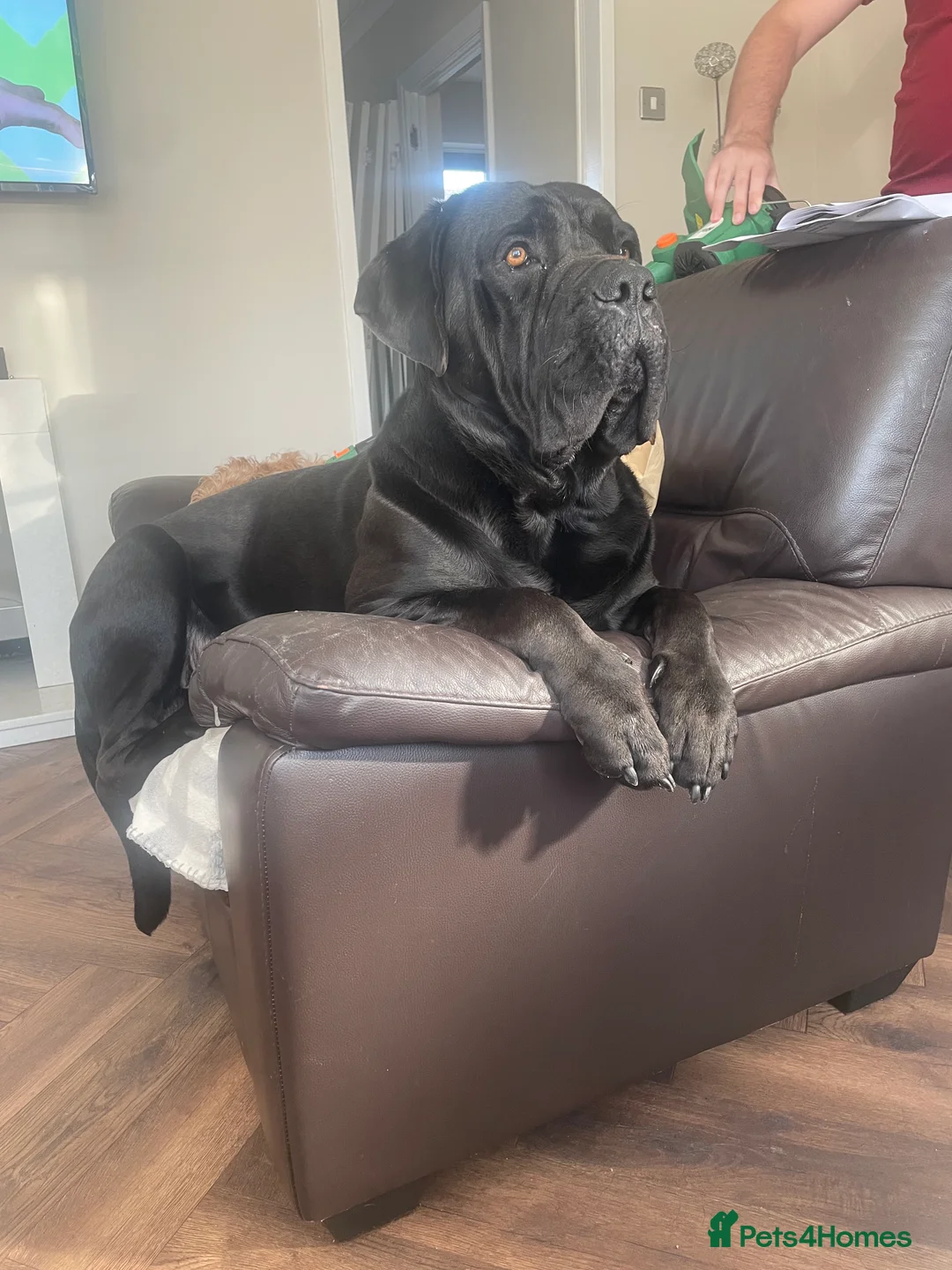 Cane Corso dogs for stud: Cane Corso for Stud in Doncaster - Advert 18